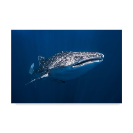 Trademark Fine Art Barathieu Gabriel 'Whale Shark' Canvas Art, 30x47 1X07783-C3047GG